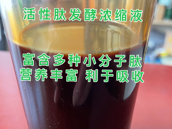 活性肽发酵浓缩液